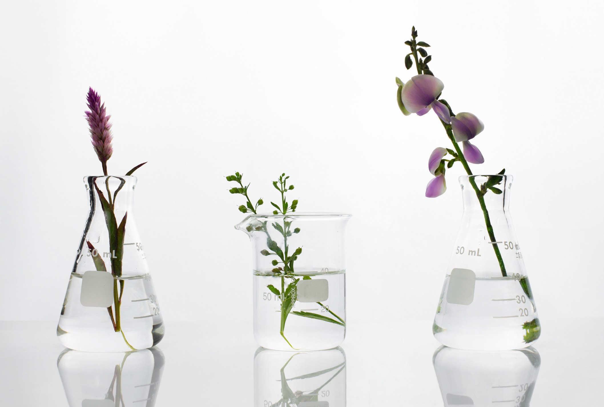 plants in lab glass beakers