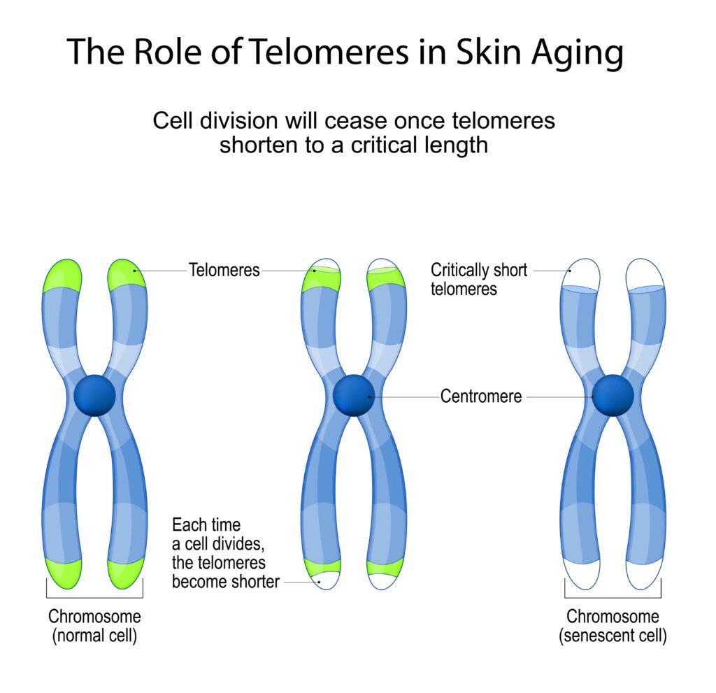Graph detailing the role of telomeres in skin aging the role of 