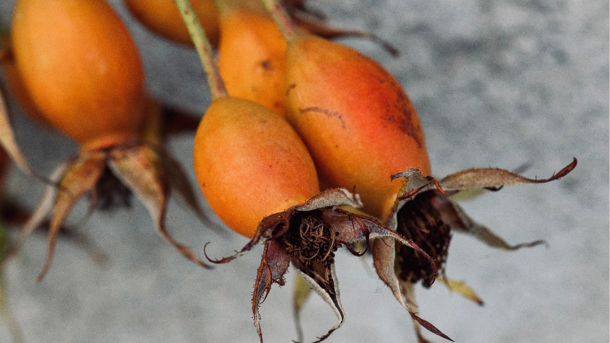 Rose Hip Fruit to increase retinyl esters